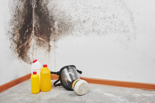 Trusted Mar Mac, NC Mold Removal Experts