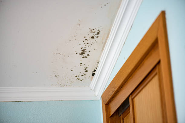 Best Black Mold Removal  in Mar Mac, NC