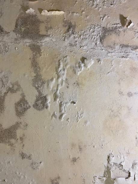 Best Commercial Mold Removal  in Mar Mac, NC
