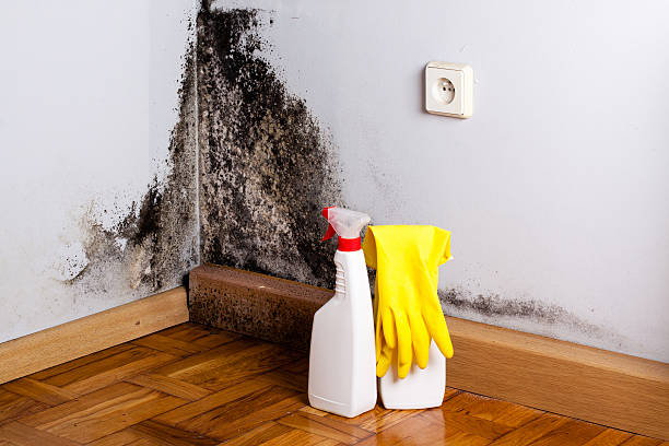 Best Toxic Mold Removal  in Mar Mac, NC